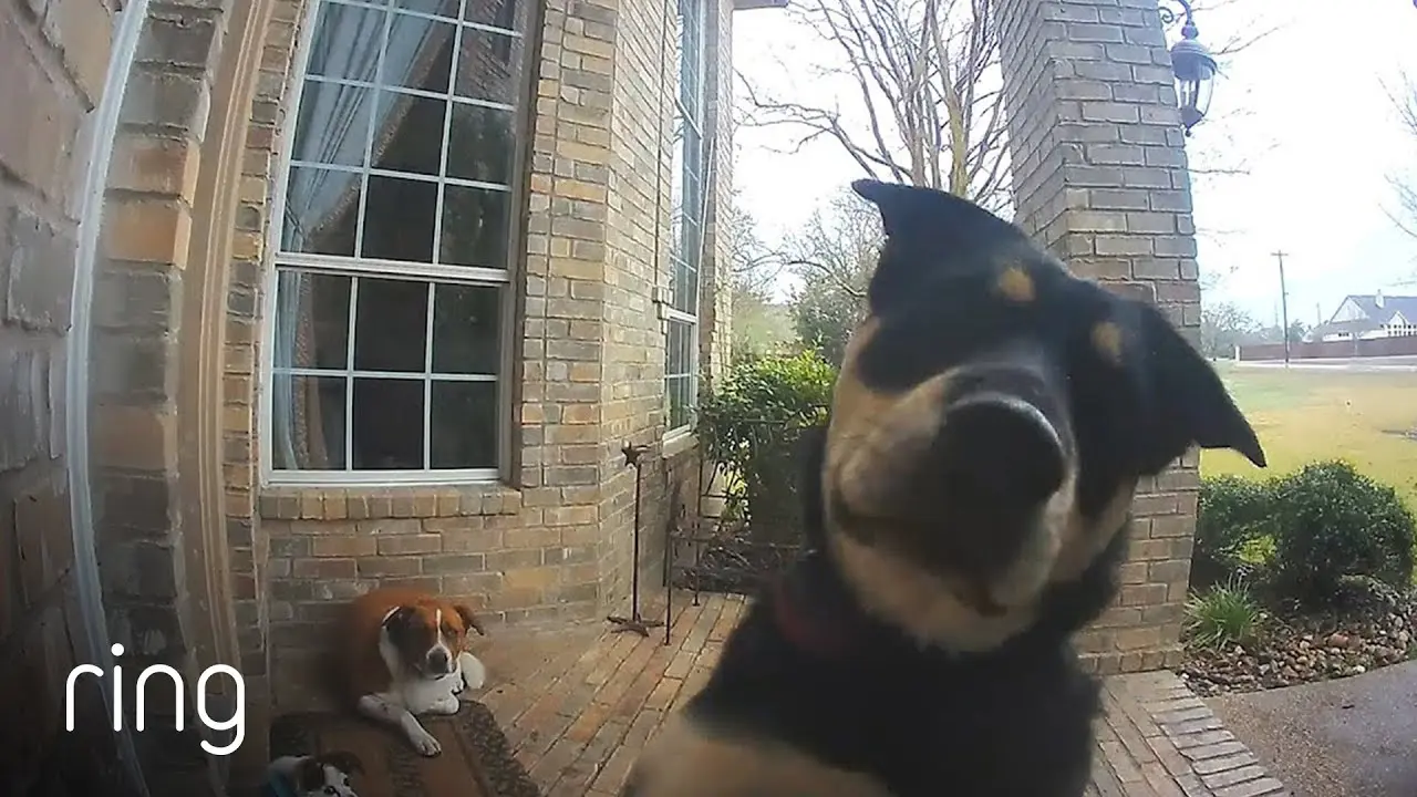 Ring Doorbell AI Dog Tracker Sparks Mass Privacy Panic After Super Bowl Ad
